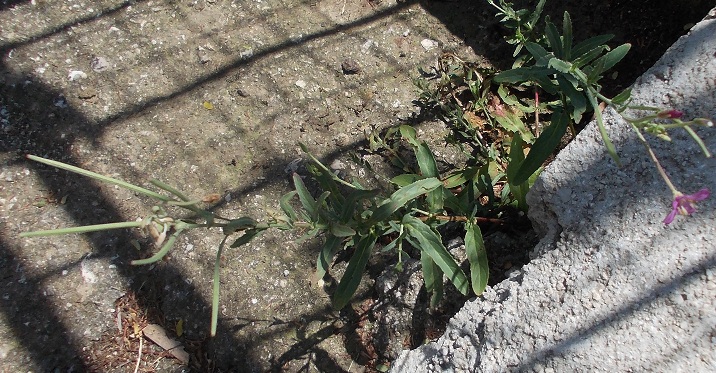 fiore rosa - Epilobium sp.